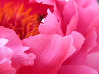 Pretty_in_Pink.jpg
