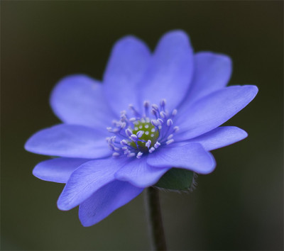 Hepatica_KarpKr..jpg