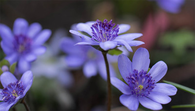 Hepatica_Stgl.jpg