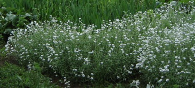 Cerastium_fontanum.jpg