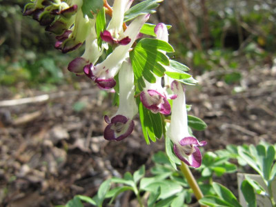 Corydalis_solida_Bilbo_150407.jpg
