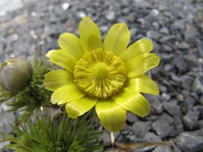 Adonis_vernalis_150407.jpg