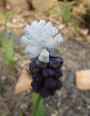 Muscari_Ice_Grape_150407.jpg