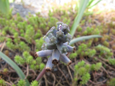 Muscari_150407.jpg
