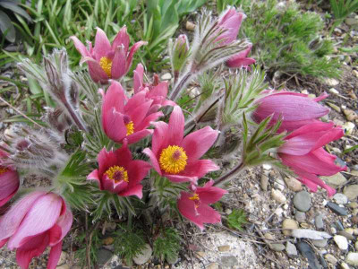 Pulsatilla_vulgaris_m.jpg