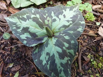 Trillium_cuneatum_April_2015.jpg