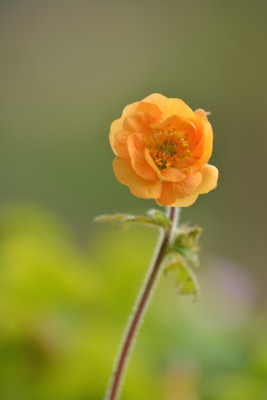 DSC_1862.jpg