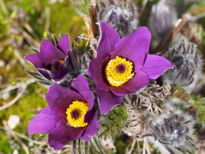Pulsatilla1_2015.jpg