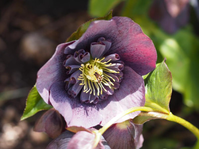 BlueAnemone1_2015.jpg