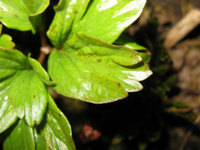 Paeonia_peregrina_Laubspitzen_1024x768.jpg