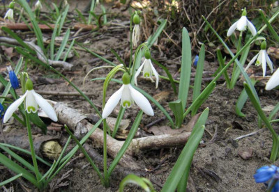 IMG_3871_Schneegloeckchen_9April_2015_.jpg