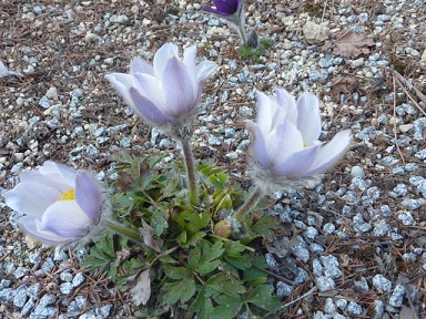 Pulsatilla_vernalis_9.4.2015.jpg
