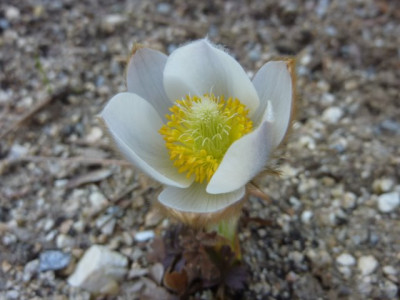 Pulsatilla_vernalis2015.jpg