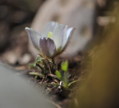 Pulsatilla_vernalis_04.jpg