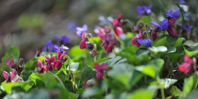 Viola_odorata_04.jpg