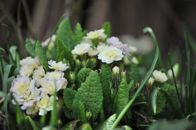 Primula_gef._.jpg