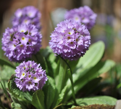 P._denticulata_04.jpg
