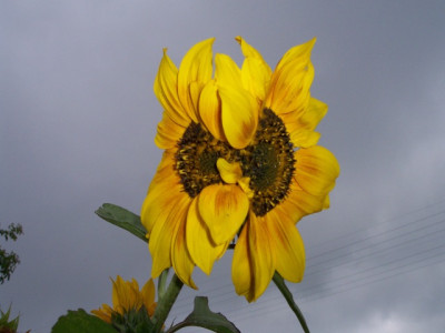 sonnenblume.jpg