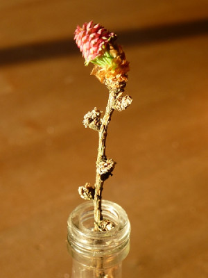 larix-10260.jpg