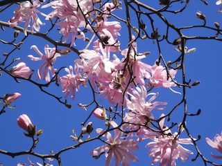 02_M._stellata_Rosea.JPG