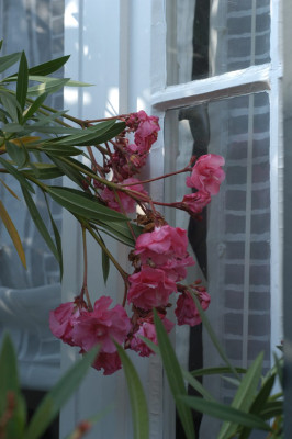 oleanderfenster_12945.jpg