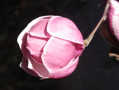 07_M._Rominas_Pink.jpg