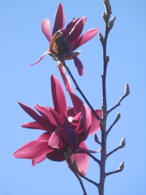11_M.Burgundy_Star.JPG