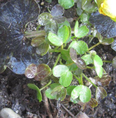Ficaria-Saemlinge-ax.jpg
