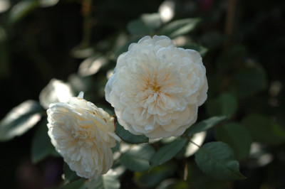 sombreuil_12944.jpg