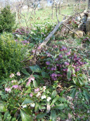 110415_fruhlingsbluher_009.JPG