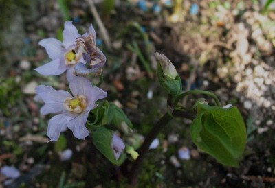Ranzania_japonica__...__11.4.15_008.jpg