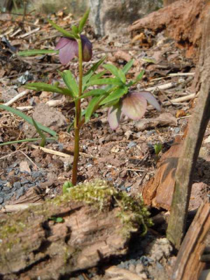 110415_fruhlingsbluher_011.JPG