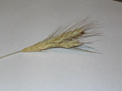 gras.jpg