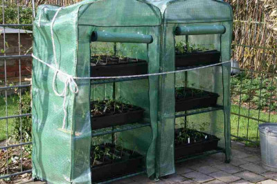 Tomaten0113c.jpg
