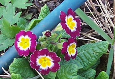 100_5450_cyclamen_mit_weiem_Rand.jpg