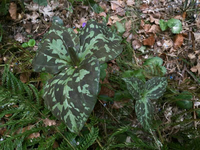 cf_trillium-cuneatum_201504011_zg.jpg