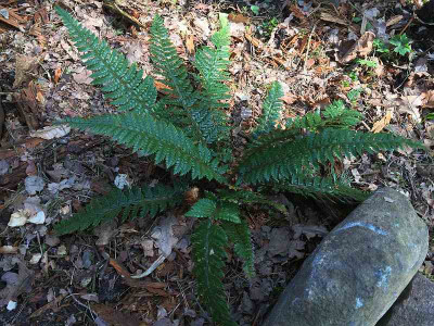 polystichum-neolobatum_201504011_zg.jpg