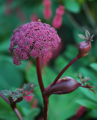 Engelswurz_-_Angelica_02-08-05.jpg
