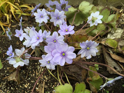 avatar_20150403_zg.jpg