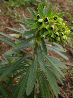 IMG_1352_Euphorbia_39.jpg