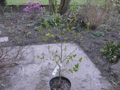 Stewartia_rostrata_1024x768.jpg