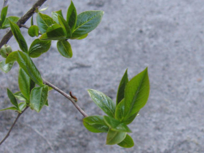 Stewartia_rostrata_Austrieb_1024x768.jpg