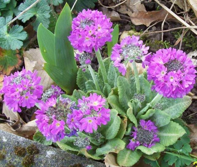 100_5452_Kugelprimel_violett.jpg