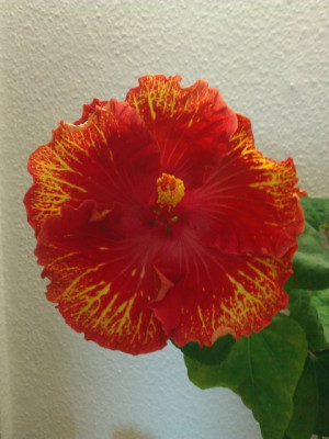 WP_000070.jpg