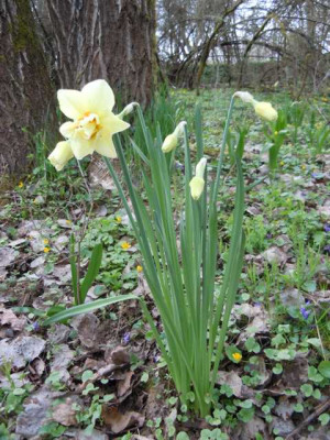 Narzisse_gefullt_130415_002.JPG