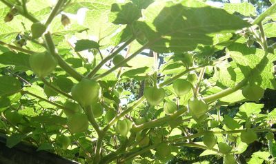 Physalis_pruinosa_1_2.jpg