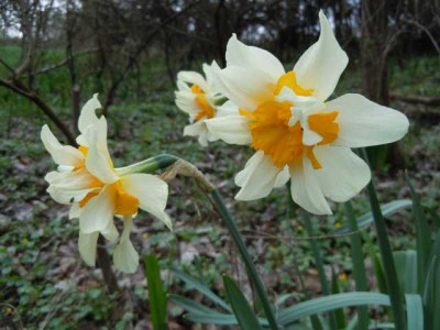 Narzisse_gefullt_130415_001.JPG