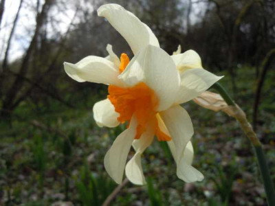Narzisse_gefullt_130415_004.JPG