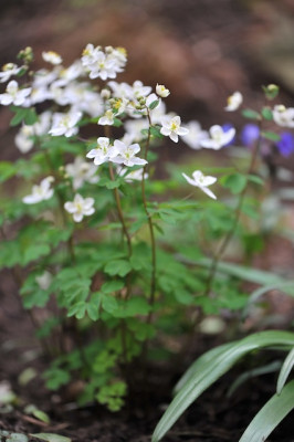 Isopyrum_thalictroides_04.jpg