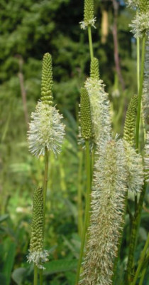 Sanguisorba_canadensis.jpg